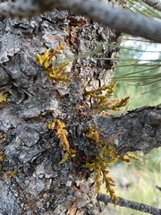 Arceuthobium vaginatum cryptopodum