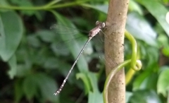 Lestes praemorsus