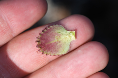 Micranthes occidentalis