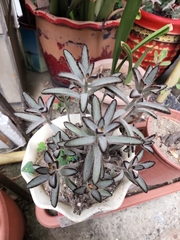 Kalanchoe tomentosa
