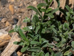 Cryptantha