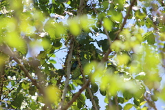 Forpus conspicillatus