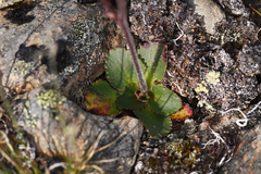 Micranthes occidentalis