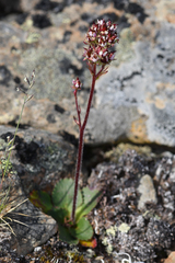 Micranthes occidentalis