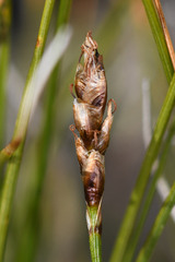 Carex myosuroides