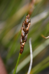 Carex myosuroides