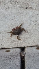 Aratus pisonii