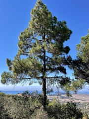 Pinus