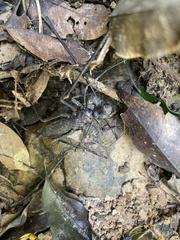 Typopeltis crucifer
