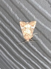 Lacinipolia stricta