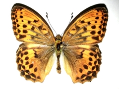 Argynnis sagana