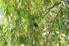 Chrysomus icterocephalus