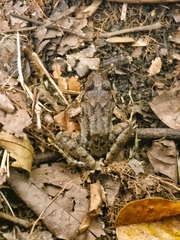 Limnonectes malesianus