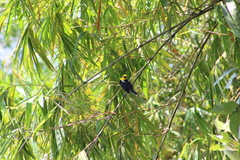 Chrysomus icterocephalus