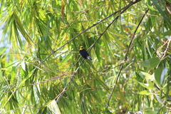 Chrysomus icterocephalus