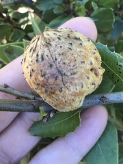 Amphibolips quercuspomiformis