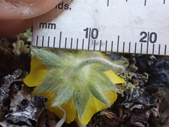 Potentilla villosa