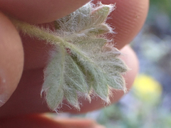 Potentilla villosa