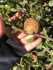 Amphibolips quercuspomiformis