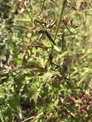 Galium boreale