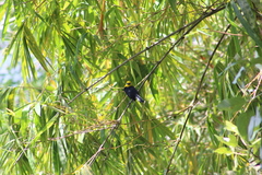 Chrysomus icterocephalus