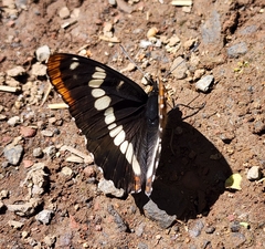 Limenitis lorquini