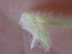Potentilla villosa