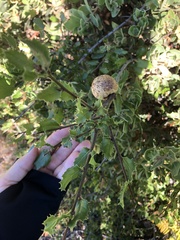 Amphibolips quercuspomiformis