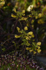 Pedicularis labradorica