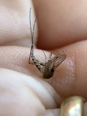 Aedes