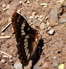 Limenitis lorquini