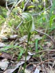 Pterostylis curta