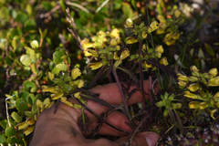 Pedicularis labradorica