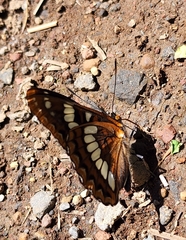 Limenitis lorquini