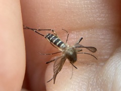 Aedes