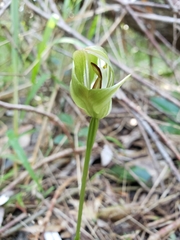 Pterostylis curta
