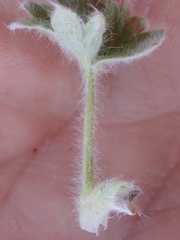 Potentilla villosa