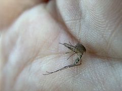 Aedes