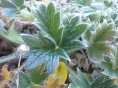 Potentilla villosa