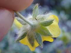 Potentilla villosa