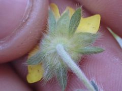 Potentilla villosa