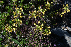 Pedicularis labradorica
