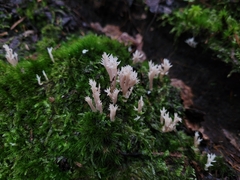 Clavulina coralloides