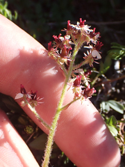 Micranthes occidentalis