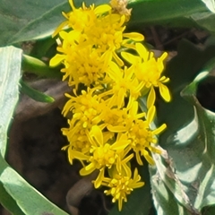 Solidago velutina