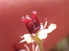 Micranthes occidentalis