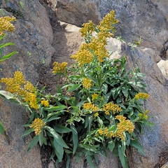 Solidago velutina