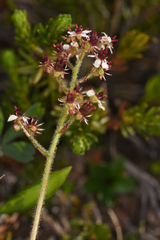 Micranthes occidentalis