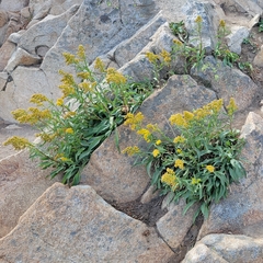 Solidago velutina