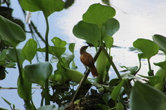 Certhiaxis cinnamomeus